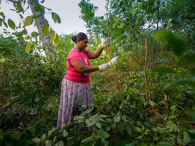 Harvesting cinnamon