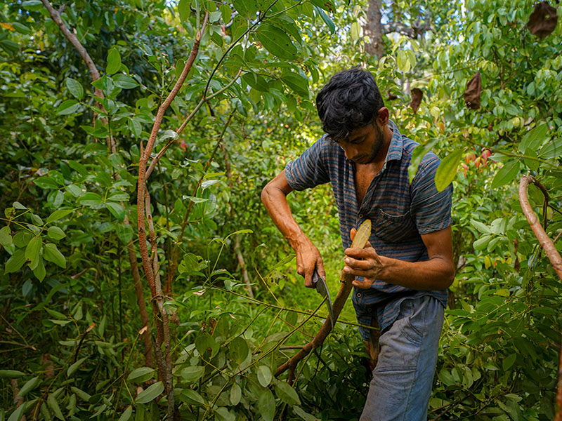 Cinnamon processing